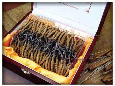 金昌冬虫夏草回收